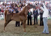 the title of Champion Mare and the Best Head-Neck, Best Italian Horse and Best Straight Egyptian Horse titles, to the joy of his owner, La Frasera