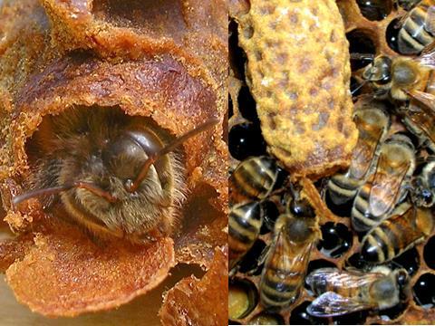 Tuttavia, a fine marzo di quest anno ho voluto sperimentare direttamente la qualità della pappa reale conservata nelle celle di cera direttamente sull accettazione delle api, avviando il traslarvo