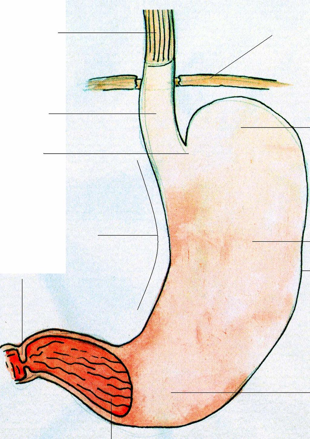 L esofago Lo stomaco Parte toracale La diaframma Parte addominale Lo stomaco il fondo Il