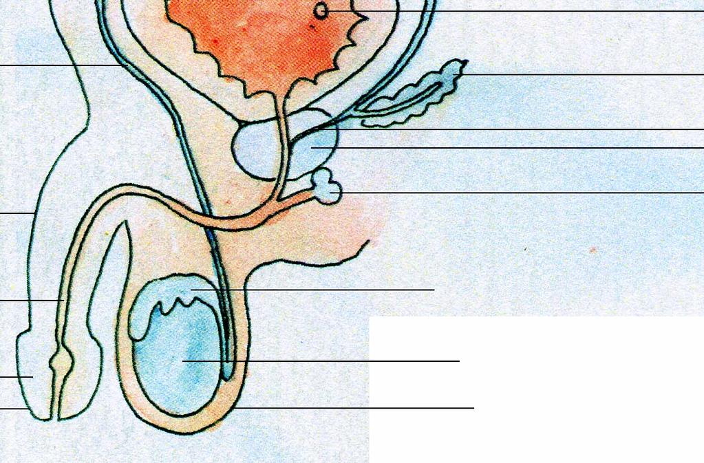 uretrale Il dotto deferente Le vescicole seminali il dotto eiaculatorio