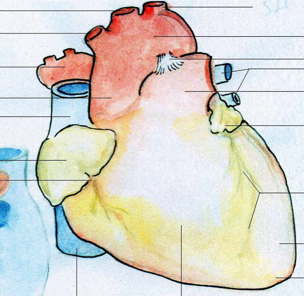 Il cuore (anteriore) L arteria carotide comune Il tronco brachiocefalica l'arteria polmonare destra L aorta ascendente La vena cava superiore L orecchino del cuore destro Il solco