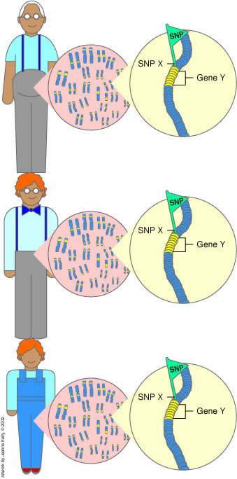 SNPs are very common variations scattered throughout the genome.