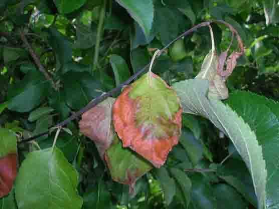 Cemiostoma I voli sono in leggera diminuzione, tuttavia in alcuni frutteti si sono osservate numerose mine. Il trattamento va eseguito nel caso in cui si riscontrino oltre cinque mine per pianta.