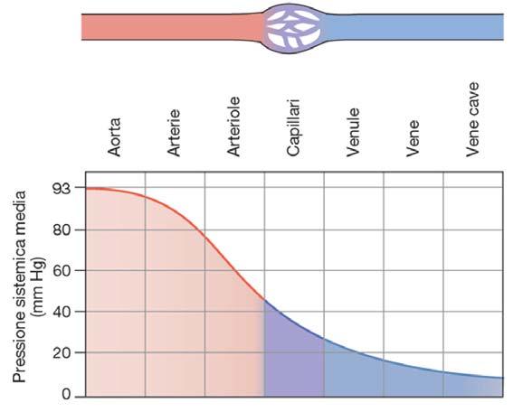 SISTEMA CIRCOLATORIO POLMONI VENA CAVA CUORE AORTA Nel sistema cardio-circolatorio il sangue può scorrere solo se in una regione si sviluppa una pressione maggiore rispetto alle altre regioni.