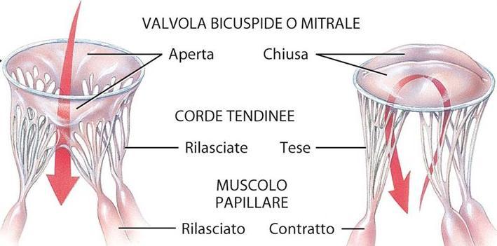 Le valvole atrio - ventricolari Tali valvole consistono di un anello valvolare e di cuspidi le cui estremità appuntite si spingono all interno dei ventricoli.