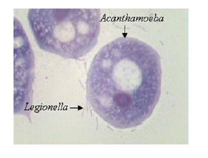 LA LEGIONELLA NELL AMBIENTE La Legionella può annidarsi all interno di organismi unicellulari quali protozoi, più