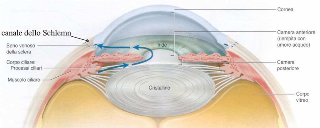 Umor acqueo L umor acqueo è un liquido limpido e trasparente che riempie le due camere dell occhio. E secreto dall epitelio dei processi ciliari.