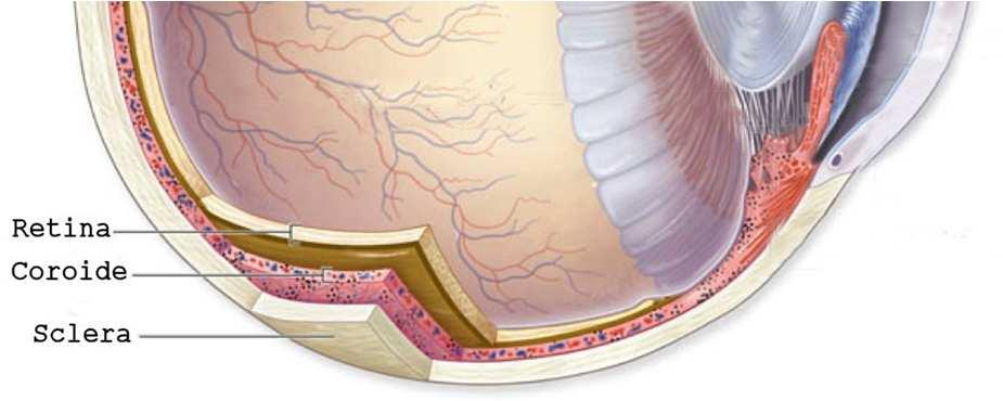 Coroide Costituisce la porzione posteriore dell uvea, la più estesa della tunica vascolare. E interposta tra la faccia profonda della sclera e lo strato più superficiale della retina.