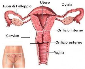 Fase demolitiva - Isterectomia - Ovariectomia - Salpingectomia - Una o