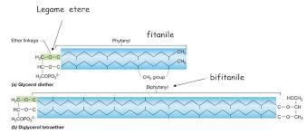 I lipidi di