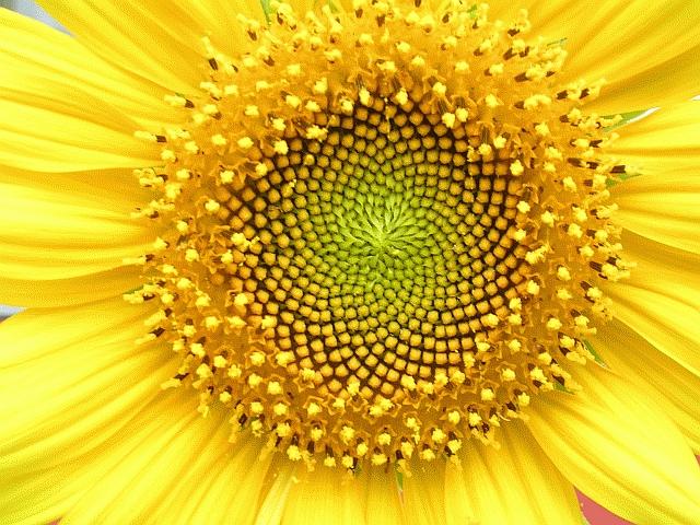 Il rapporto aureo ovunque Il rapporto aureo svolge un ruolo importante nella formazione delle strutture vegetali, ad esempio le infiorescenze al centro di un girasole o la disposizione dei petali