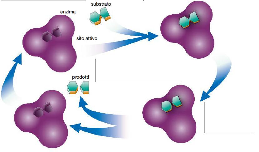 I catalizzatori È fondamentale la forma del sito attivo che deve essere complementare a quella del substrato, come una chiave