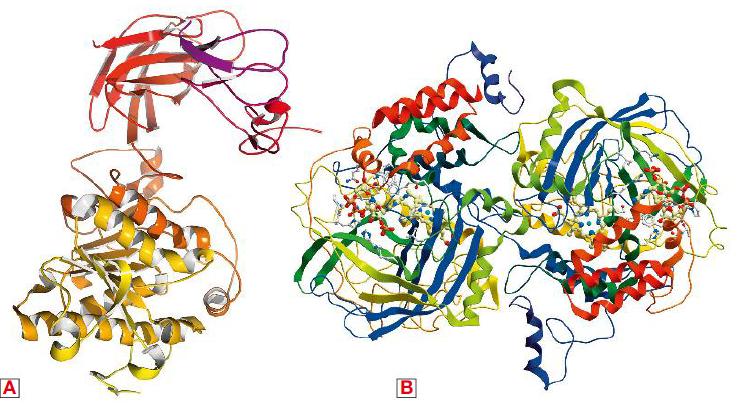 I catalizzatori Le cellule costruiscono gli enzimi attraverso la sintesi proteica sulla base delle istruzioni dettate dal DNA.