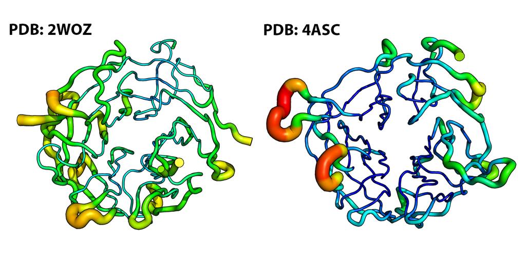 Figure S3. RMSF for the wild-type (purple) and E528K mutant (green) of Kelch domain of KLHL40.