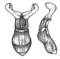 Nelle specie del sottogenere Amidorus l edeago presenta parameri provvisti di espansione apicale membranosa variamente sviluppata, meglio apprezzabile in stato di idratazione: in A.