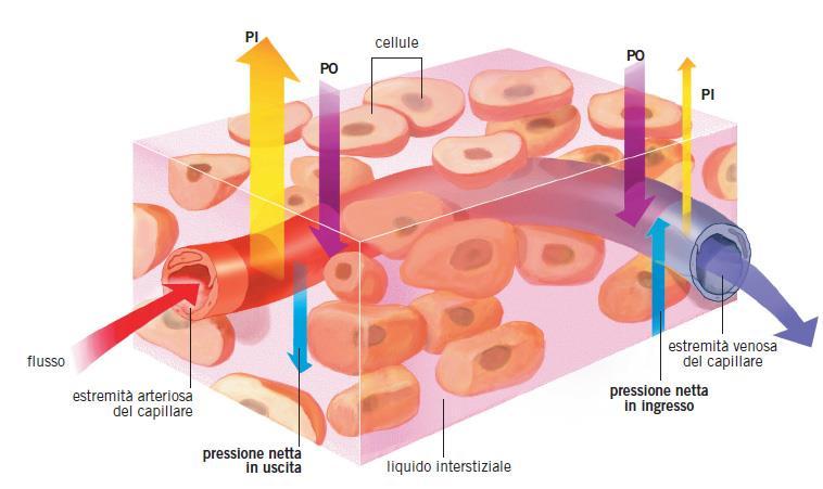 La struttura dei vasi All estremità arteriosa di un capillare la pressione idrostatica (PI) è maggiore di