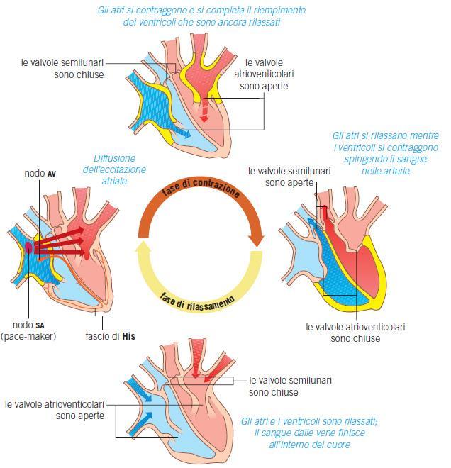 Il cuore in funzione Nel ciclo cardiaco si ripetono sistole e diastole che determinano la gittata cardiaca.