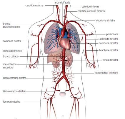 La mappa dei vasi L arteria principale che parte dal cuore è l