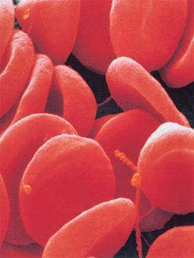 Le cellule del sangue Le cellule ematiche sono: globuli rossi (o