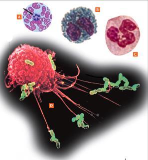 leucociti): granulociti, monociti e linfociti, che sono coinvolti