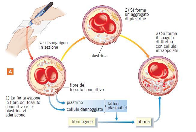 Le cellule del sangue La coagulazione sanguigna coinvolge decine