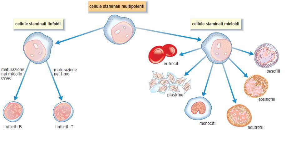 Le cellule del sangue Le cellule del sangue si formano nel