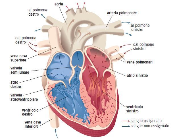 Forma e posizione del cuore Il cuore è diviso in due parti e quattro cavità: due