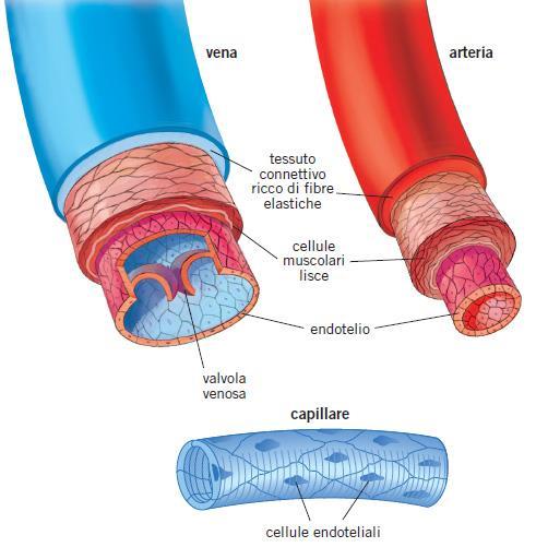 La struttura dei vasi Le arterie hanno pareti
