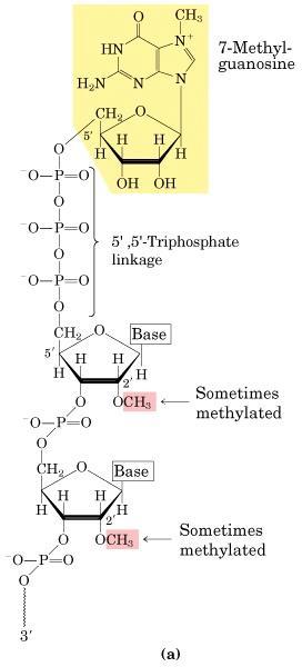 The mrna 5 -cap structure Functions: (i) marks the 5 -end of the first exon and aids in the splicing process (ii) essential for nucleo-cytoplasmic transport of mrnas through interaction with nuclear