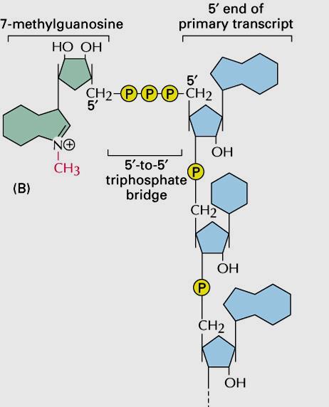 RNA Capping Nelson