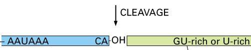 POLIADENILAZIONE 3 terminale di mrna eucariotici Nelson &