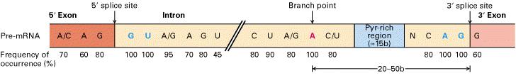 General features of nuclear introns Consensus sequences around 5 and 3 splice sites in