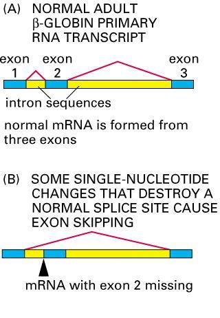 RNA processing mutations