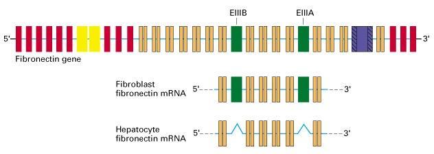 Splicing alternativo Fibronectine tessuto-specifiche Lodish H.