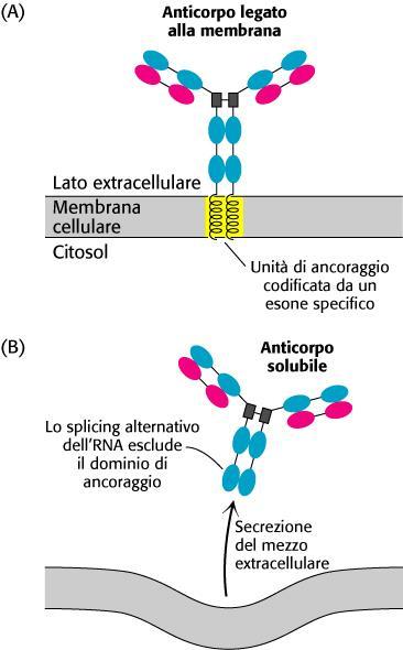 SPLICING ALTERNATIVO Anticorpi solubili o legati alla membrana Lo splicing alternativo puo produrre due tipi di anticorpo diversi con la