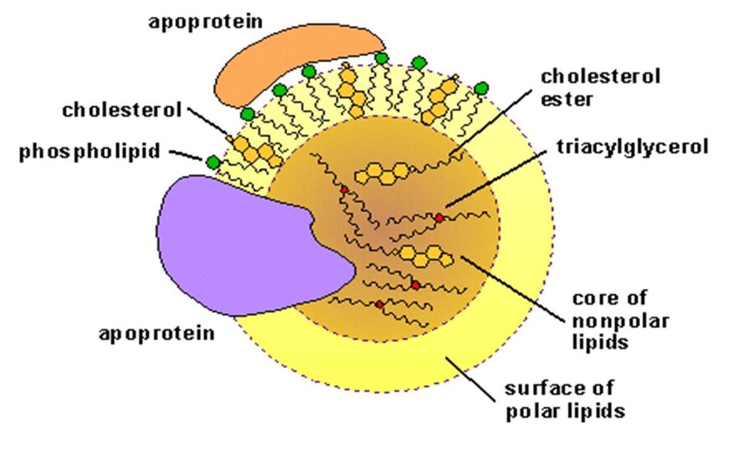 Le lipoproteine Associazione dei lipidi del plasma (colesterolo, esteri del glicerolo, trigliceridi e fosfolipidi) con apolipoproteine Funzione principale: trasporto dei lipidi e delle sostanze