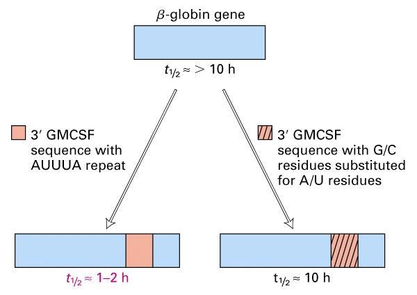 The destabilizing effect of AUUUA sequences on mrna half-life (t