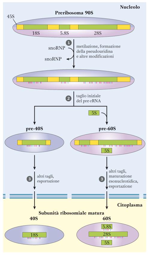 Maturazione dei trascritti di pre-rrna nei
