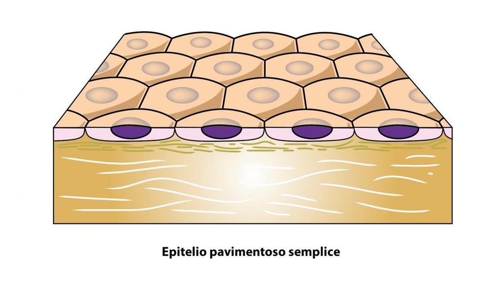 Epitelio pavimentoso semplice Classificazione morfologica degli epiteli - 2 Aspetto: un solo strato sottile di