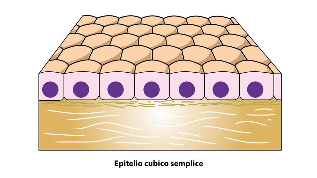 Classificazione morfologica degli epiteli - 3 Epitelio cubico semplice Aspetto: un solo strato di