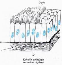 Classificazione morfologica degli epiteli - 5 Epitelio cilindrico semplice ciliato Aspetto: unico strato di cellule colonnari provviste di ciglia nella parte apicale.