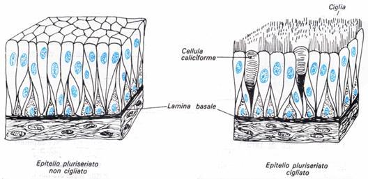 Classificazione morfologica degli epiteli - 6 Epitelio cilindrico pseudostratificato Aspetto: apparente presenza di diversi strati cellulari, a causa dei nuclei collocati su