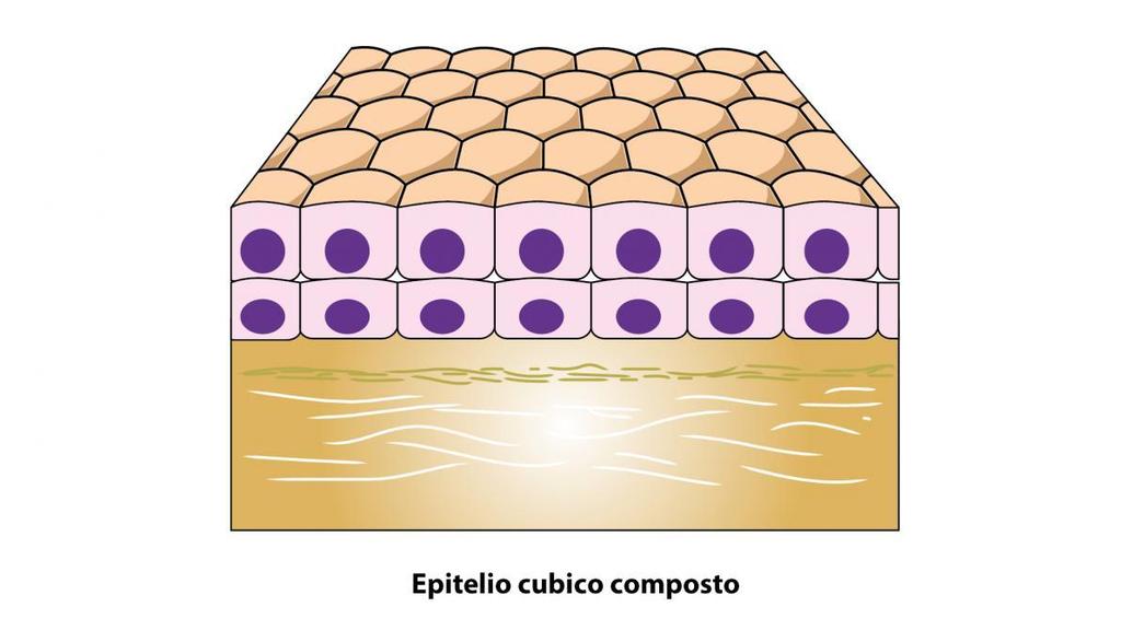 Classificazione morfologica degli epiteli - 8 Epitelio cubico composto Aspetto: due o più strati di cellule in
