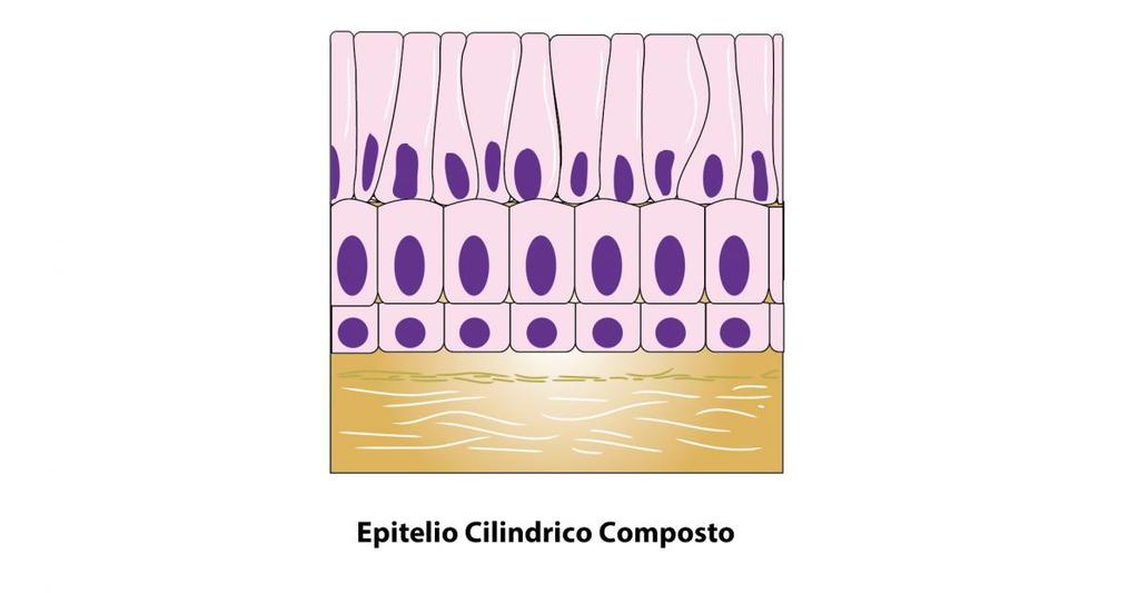 Classificazione morfologica degli epiteli - 9 Epitelio cilindrico composto Aspetto: cellule cilindriche solo in superficie, cellule più