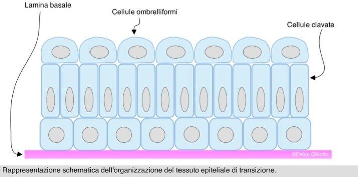 Classificazione morfologica degli epiteli - 10 Epitelio di transizione o polimorfo Aspetto: variabile. Quando l'epitelio è contratto sembra presentare 4-5 strati, quando è disteso 2-3.