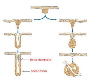 EPITELI GHIANDOLARI Le cellule epiteliali ad attività ghiandolare sono specializzate a secernere sostanze che possono essere riversate all esterno del corpo, in cavità corporee comunicanti