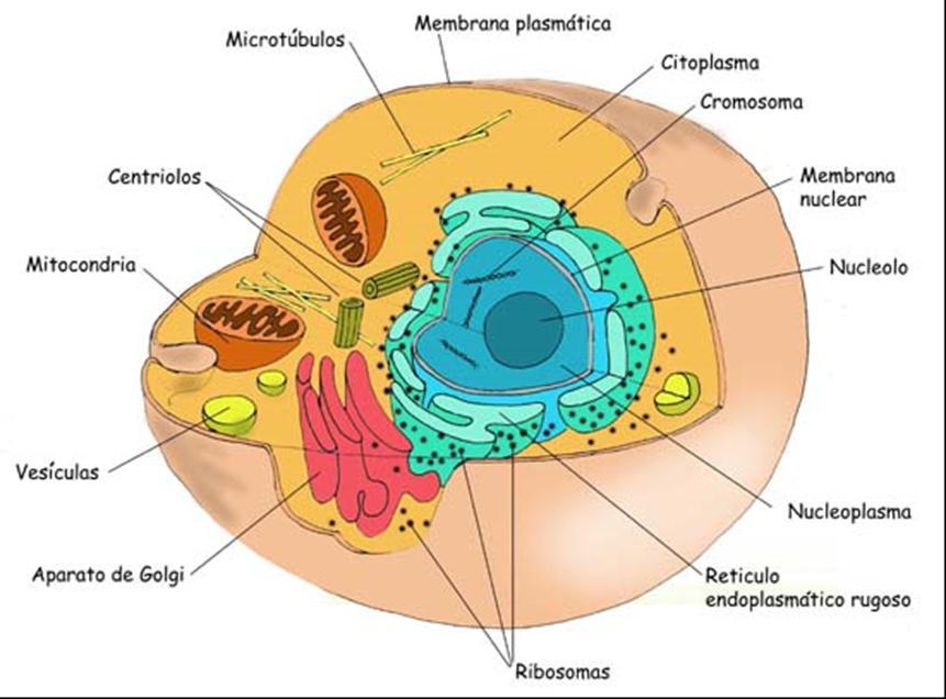 La cellula