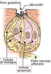 EPITELI SENSORIALI Sono epiteli