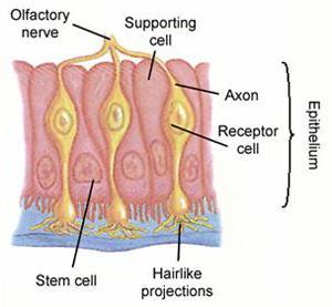 da coni e bastoncelli e da cellule epiteliali pigmentate epitelio olfattivo, formato da