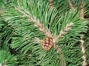 Pinus Cembra B858-19_RABVC_UB_D_9.